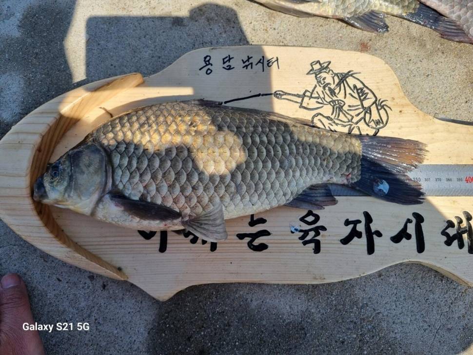 2024년 05월 둘째주 조황정보 용담낚시터사암지 (유료터정보 - 유료터점주조황)
