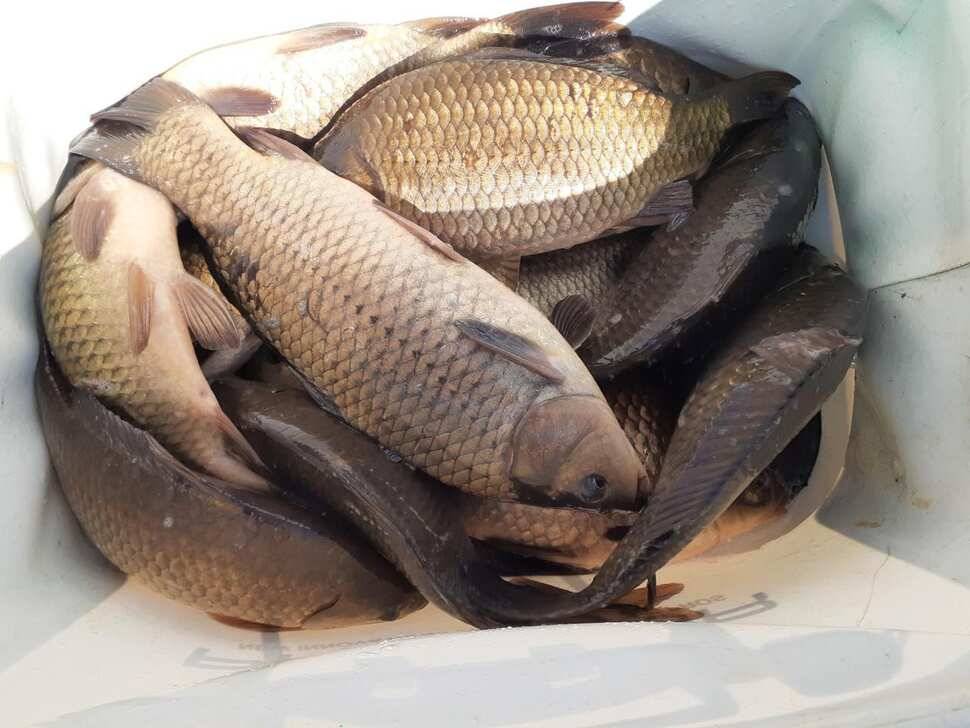 경주 동산낚시터붕어 전용잡이터지난주 조황 (유료터정보 - 유료터점주조황)