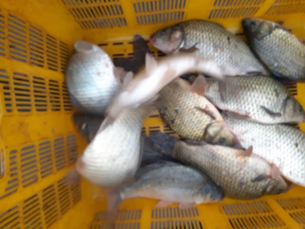 경주 동산낚시터붕어전용잡이터지난주 조황 (유료터정보 - 유료터점주조황)