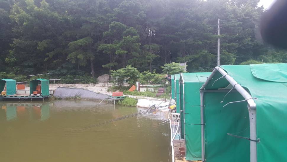 경주 동산낚시터붕어전용잡이터지난주 조황 (유료터정보 - 유료터점주조황)