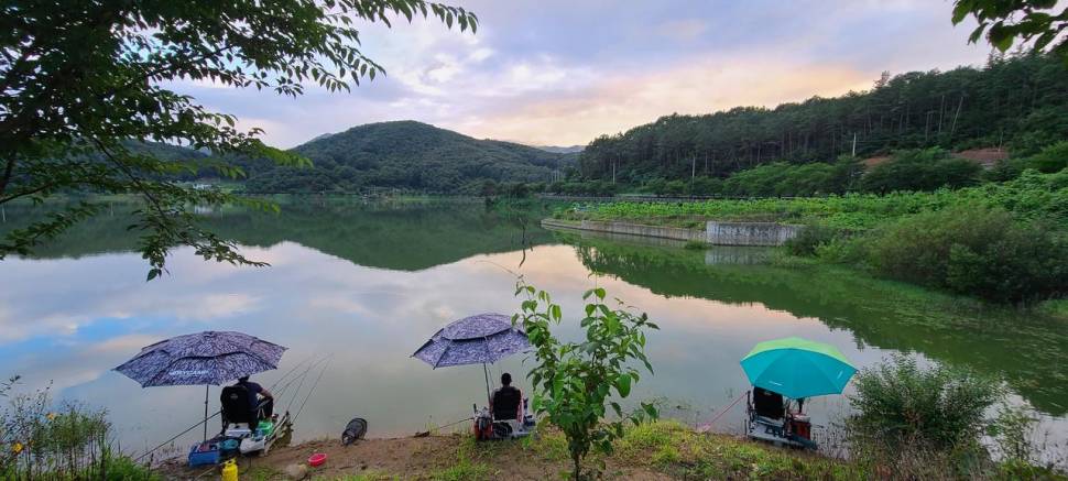 공주 고성낚시터 입니다 (유료터정보 - 유료터점주조황)