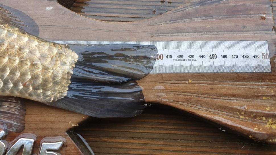 고삼지 상류권 포인트 30번째 사짜붕어 기록중 (유료터정보 - 유료터점주조황)
