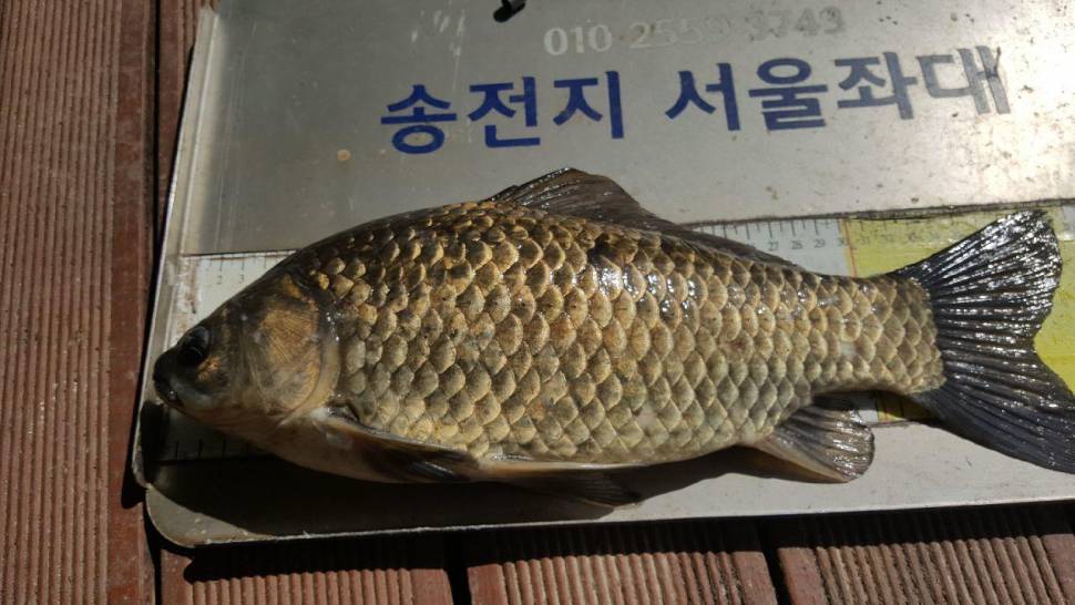 송전지서울집좌대5월10일조황 (유료터정보 - 유료터점주조황)