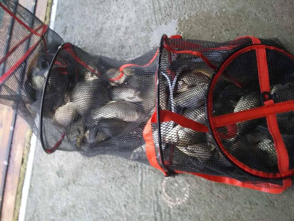 양평 수곡낚시터 붕어낚시 금요일 조황도 고르게 잘 나와주네요 오늘 붕어 방류 완료 (유료터정보 - 유료터점주조황)