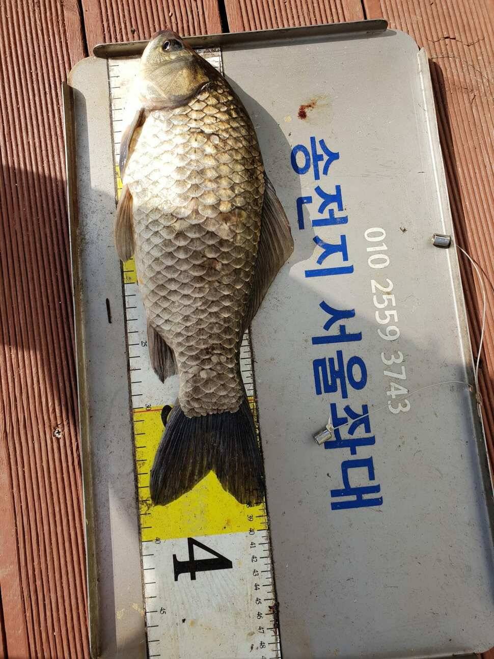 송전지서울집좌대5월13일조황 (유료터정보 - 유료터점주조황)