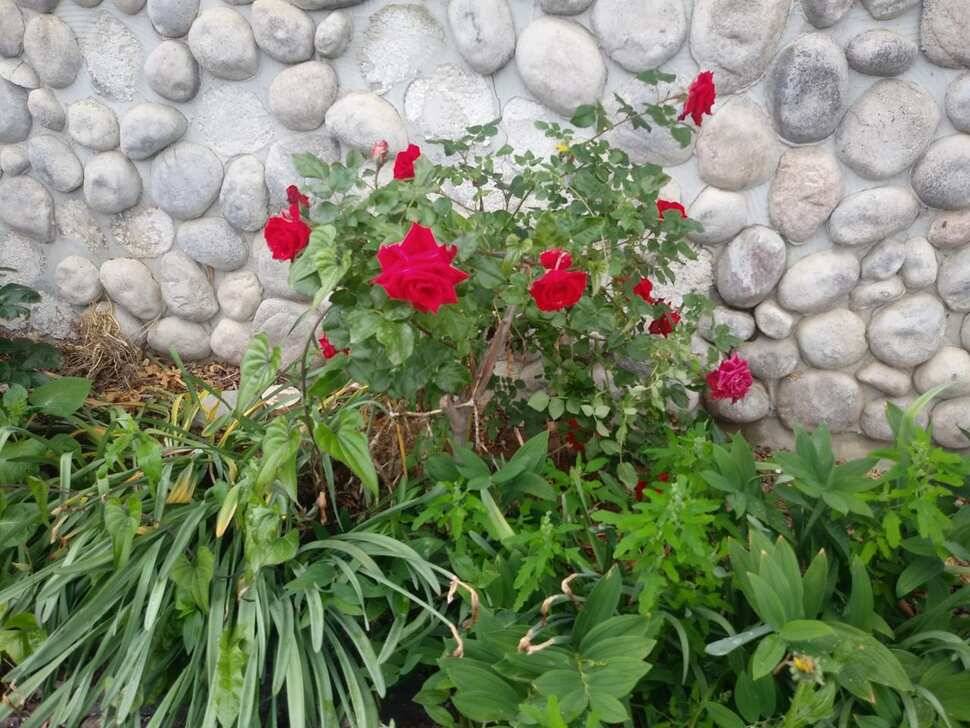아산 안골지 조황정보 입니다 (유료터정보 - 유료터점주조황)