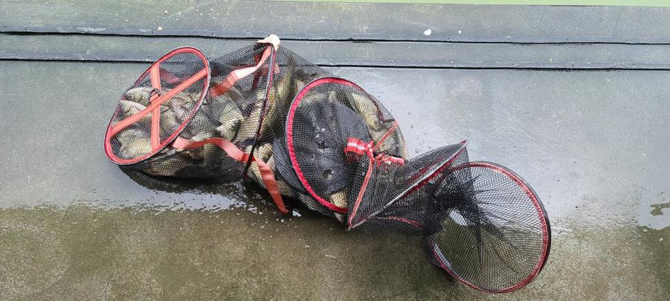 공주 고성낚시터 입니다 (유료터정보 - 유료터점주조황)