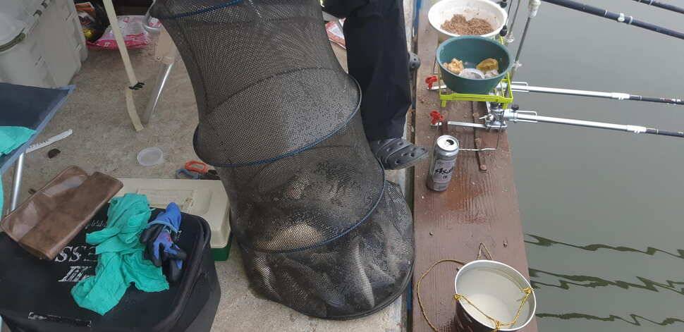 힐링 수곡낚시터 주말 토요일 붕어 조황 및 붕어방류 (유료터정보 - 유료터점주조황)