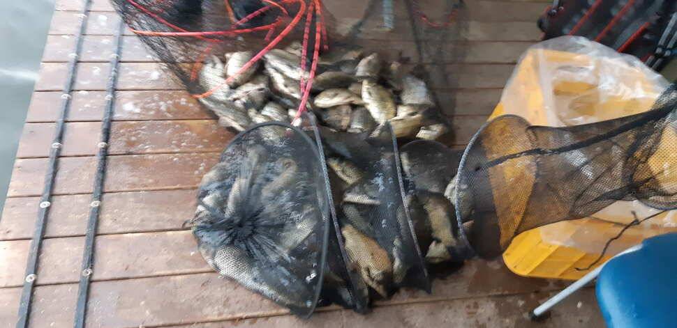 힐링 수곡낚시터 주말금요일 큰편차없이 고른 조황이 나옵니다 (유료터정보 - 유료터점주조황)