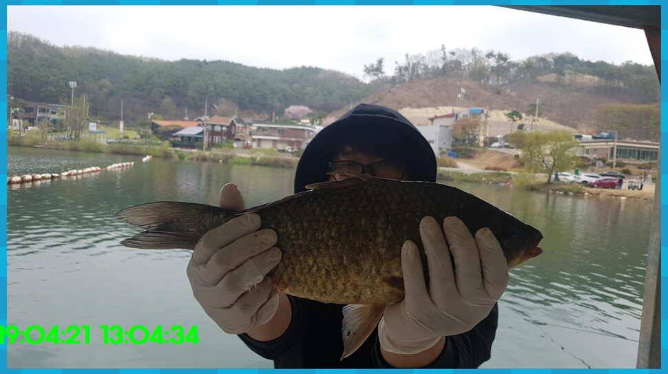 신원낚시터 올해 첫 토종대물 45짜리 소식입니다 (유료터정보 - 유료터점주조황)