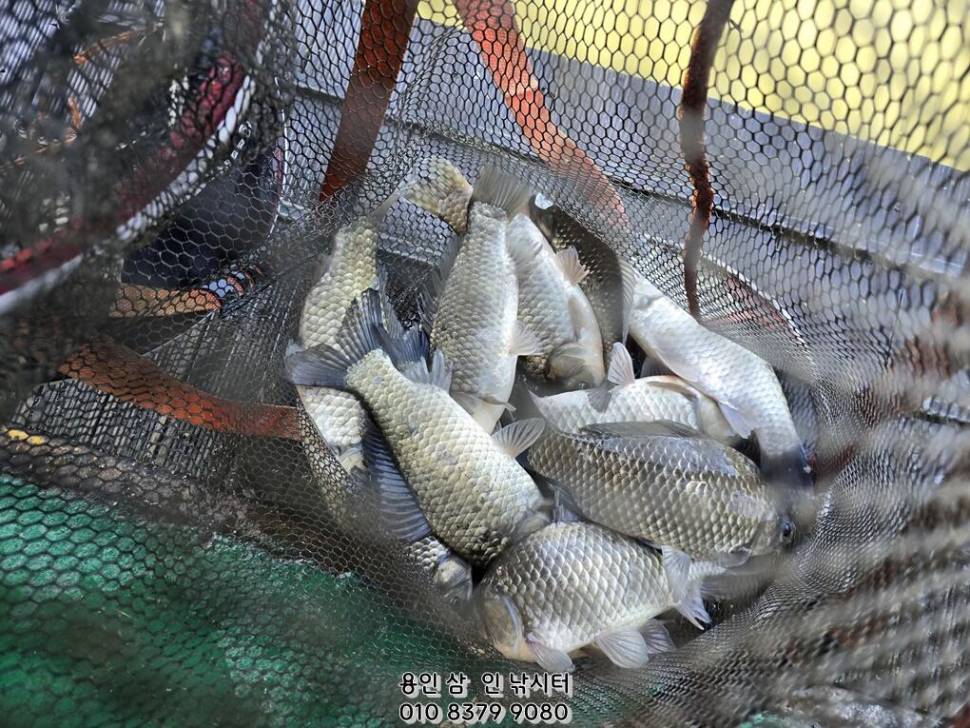 가깝고 물 좋고 경치 좋은 곳용인삼인낚시터 (유료터정보 - 유료터점주조황)