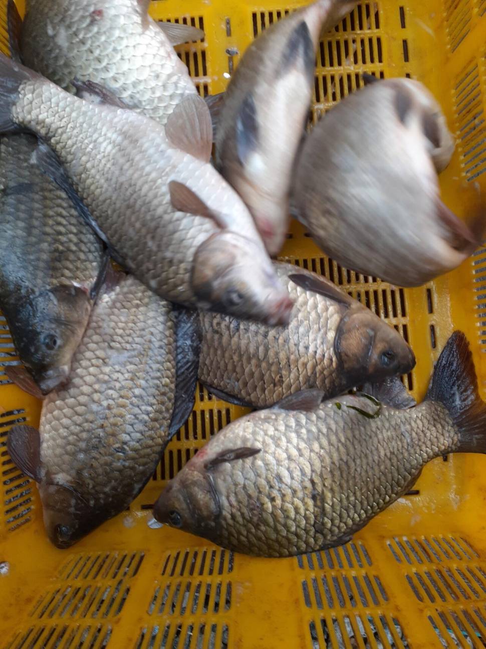 경주동산낚시터붕어 전용잡이터지난주 조황 (유료터정보 - 유료터점주조황)