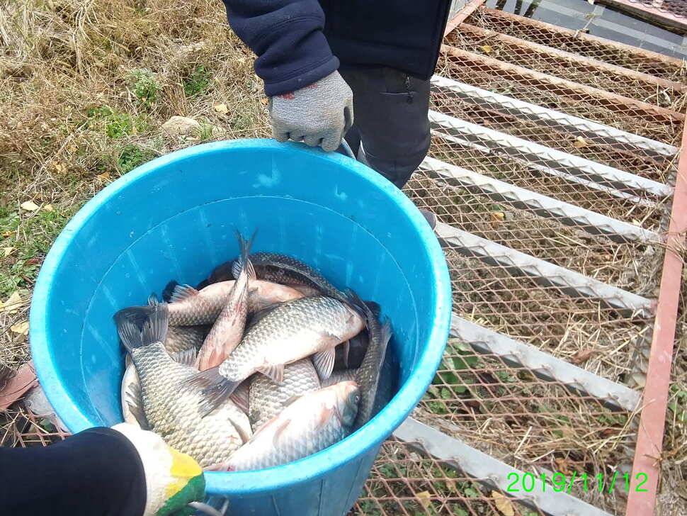 수곡낚시터 대호만 토종붕어 300키로 오늘 대량 방류 및 조황 소식 (유료터정보 - 유료터점주조황)