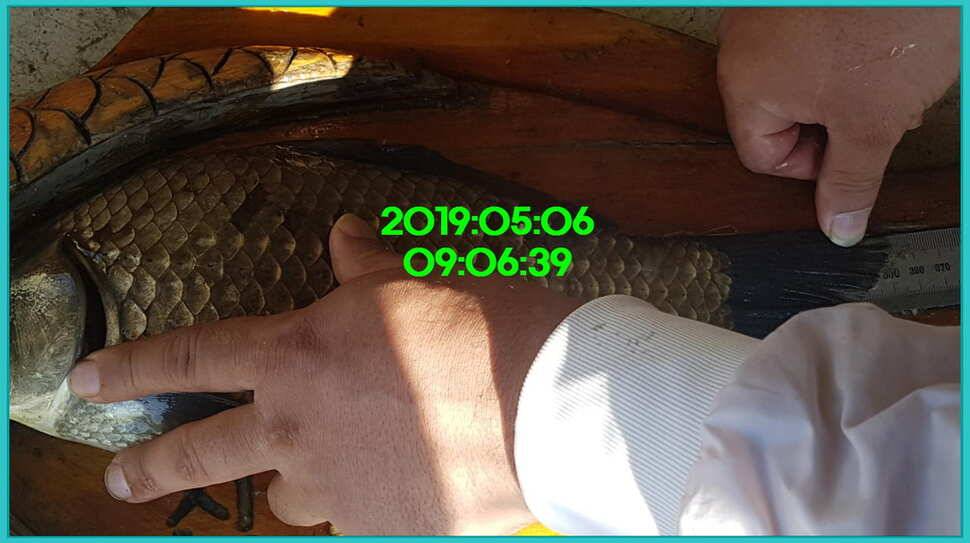신원낚시터 토종대물 덩어리와 4짜가 계속 나옵니다쭉 (유료터정보 - 유료터점주조황)