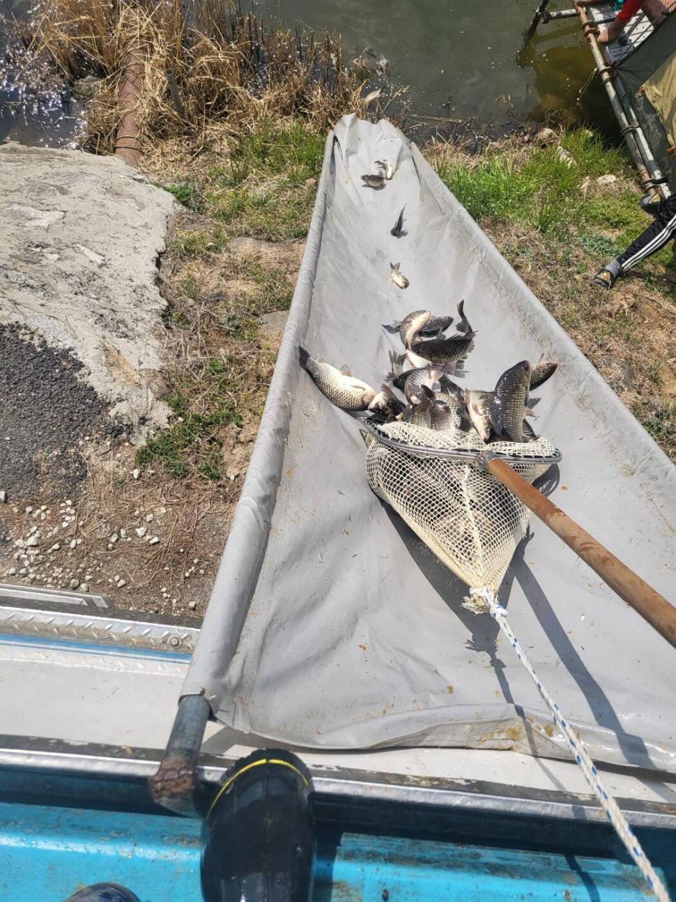 1400KG 토종붕어 대량 방류했습니다 (유료터정보 - 유료터점주조황)
