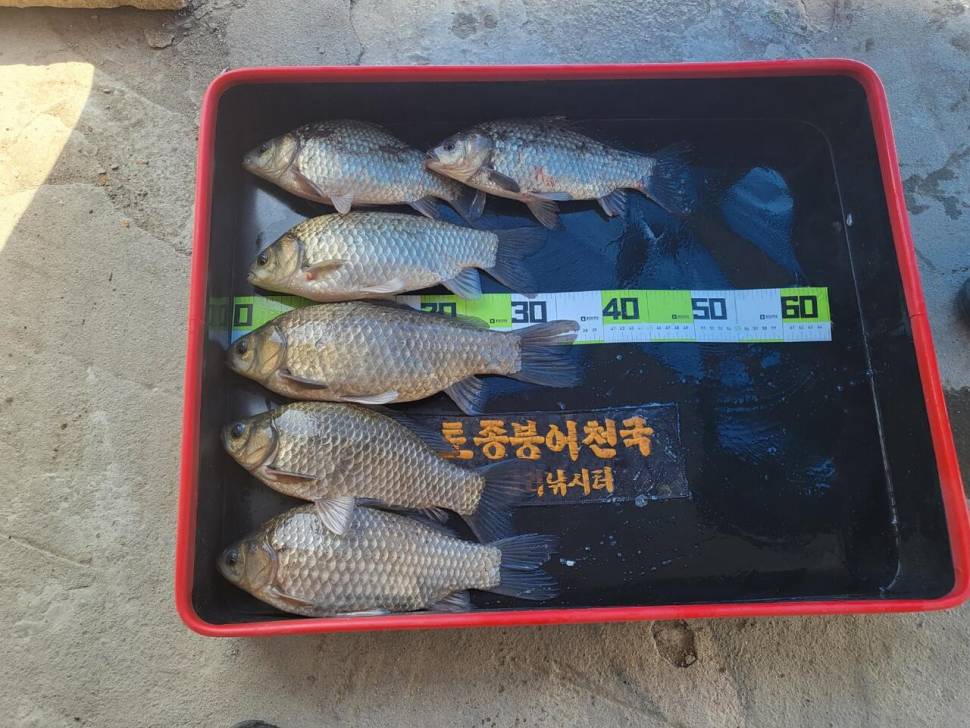 당진 가교리 낚시터 4월 2일 조황입니다 (유료터정보 - 유료터점주조황)