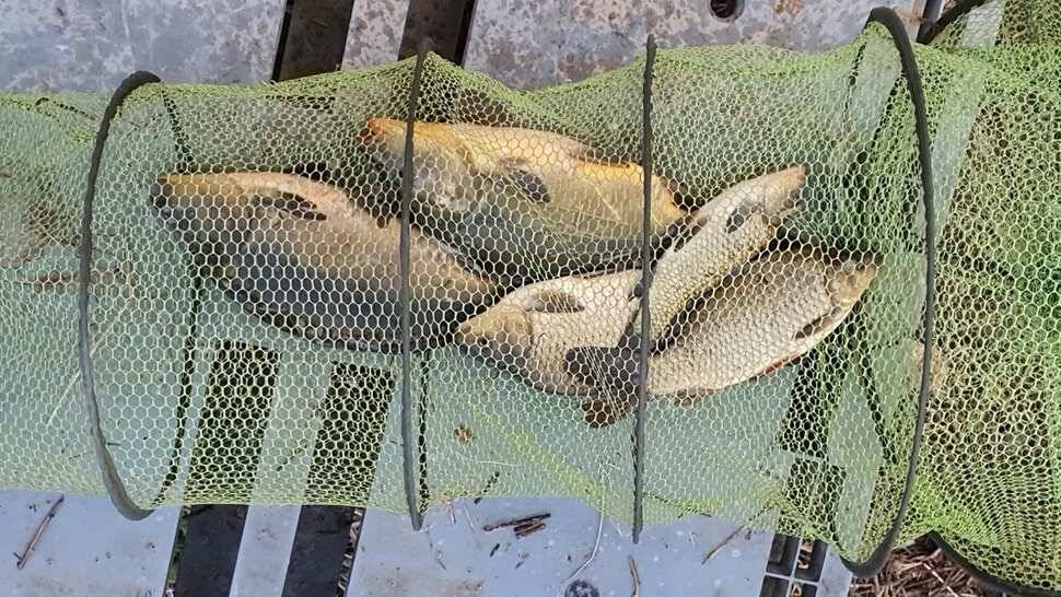 공주 고성낚시터 입니다 (유료터정보 - 유료터점주조황)