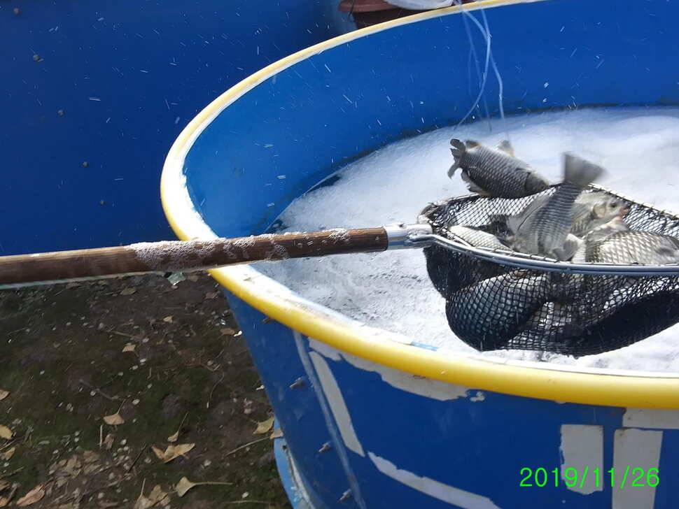 양평 수곡낚시터 조황이 잘 나와주었네요 금일 토종붕어 또 대량 방류 하였습니다 (유료터정보 - 유료터점주조황)