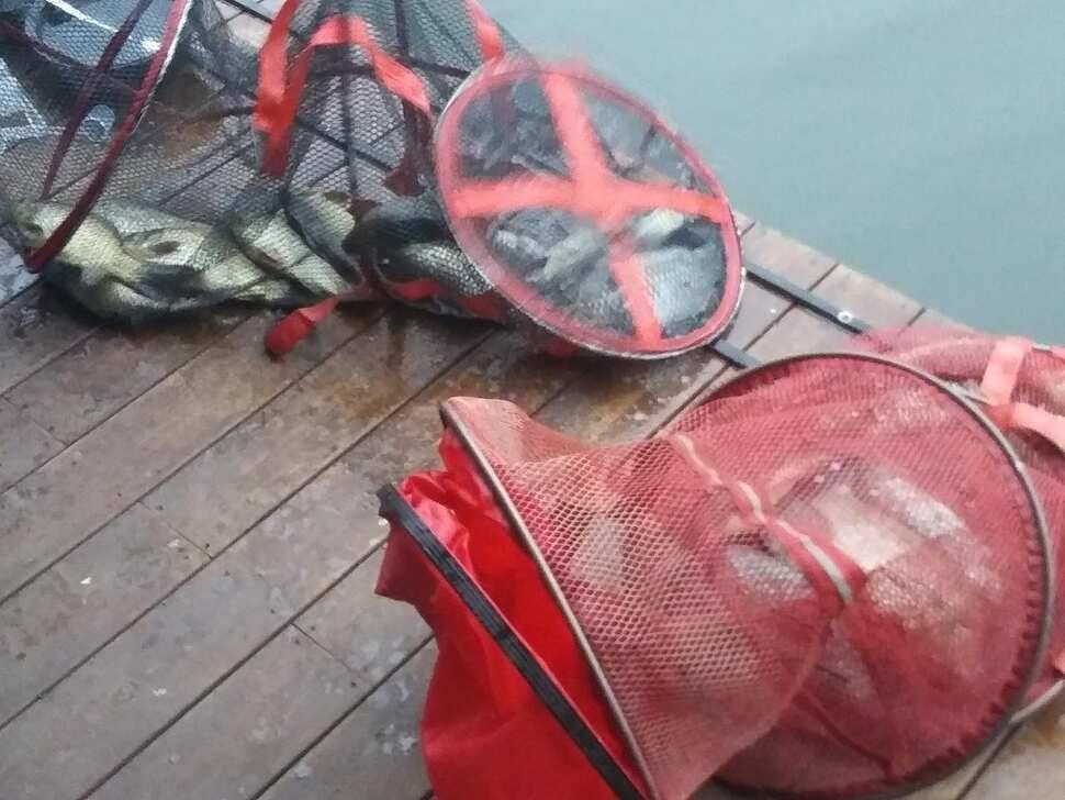 수곡낚시터 오늘도 자연산 토종붕어 방류 조황안내 및 노지잔교 비닐천막 설치 완료 (유료터정보 - 유료터점주조황)