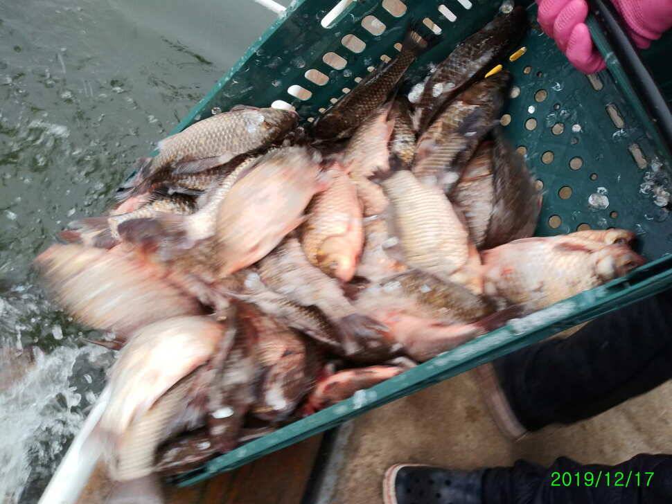 수곡낚시터 토종붕어 대량 방류 완료 및 붕어 조황도 좀더 좋아지네요 (유료터정보 - 유료터점주조황)