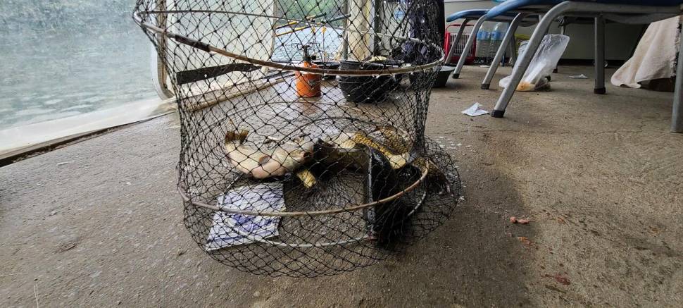 양평 힐링 수곡낚시터 5월둘재주 토일요일 조황 및 붕어방류 (유료터정보 - 유료터점주조황)