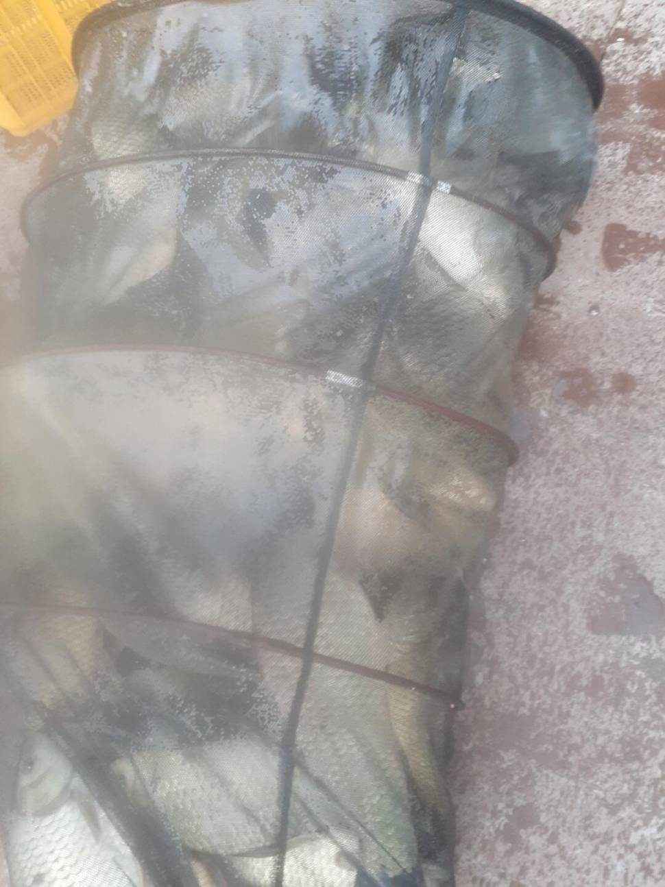 경주 동산낚시터붕어전용잡이터굶주린 붕어들 (유료터정보 - 유료터점주조황)