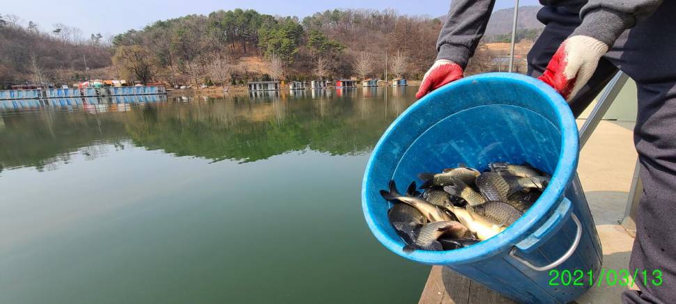 양평 힐링 수곡낚시터 둘째주 주말 조황 및 붕어 방류 (유료터정보 - 유료터점주조황)