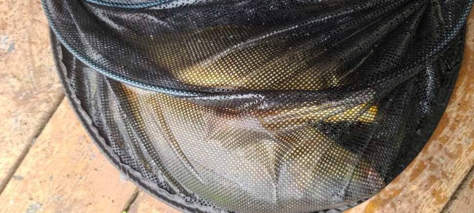 수곡지 양평 수곡낚시터 5월네째주 주말 조황 입질시간대 파악이 중요한듯합니다 (유료터정보 - 유료터점주조황)