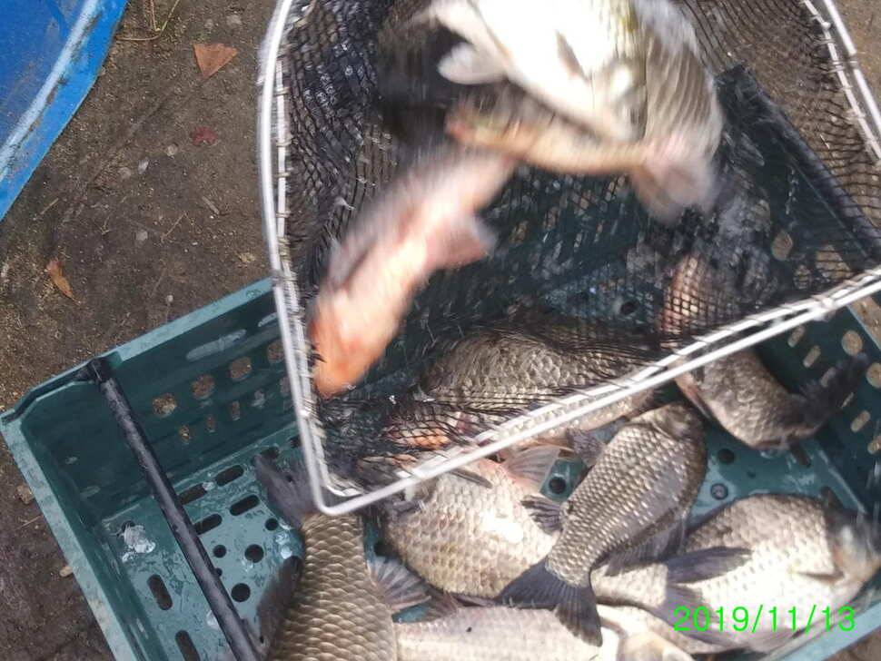양평 힐링 수곡 낚시터 오늘도 자연산 대물붕어 방류 및 화요일 조황 안내 (유료터정보 - 유료터점주조황)