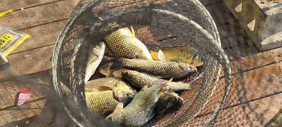 양평 낚시터 수곡낚시터 621 일요일 46cm 대물붕어 포함 씨알좋은 붕어들이 나와주네요 (유료터정보 - 유료터점주조황)