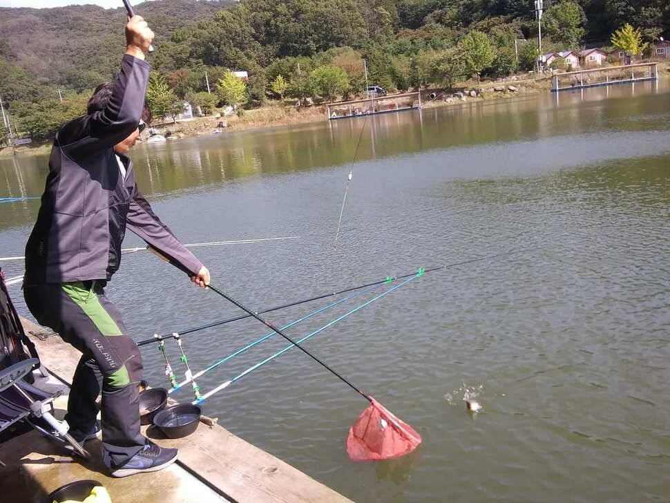 양평낚시터 힐링 수곡낚시터 주말 일요일 조황 및 붕어방류 (유료터정보 - 유료터점주조황)