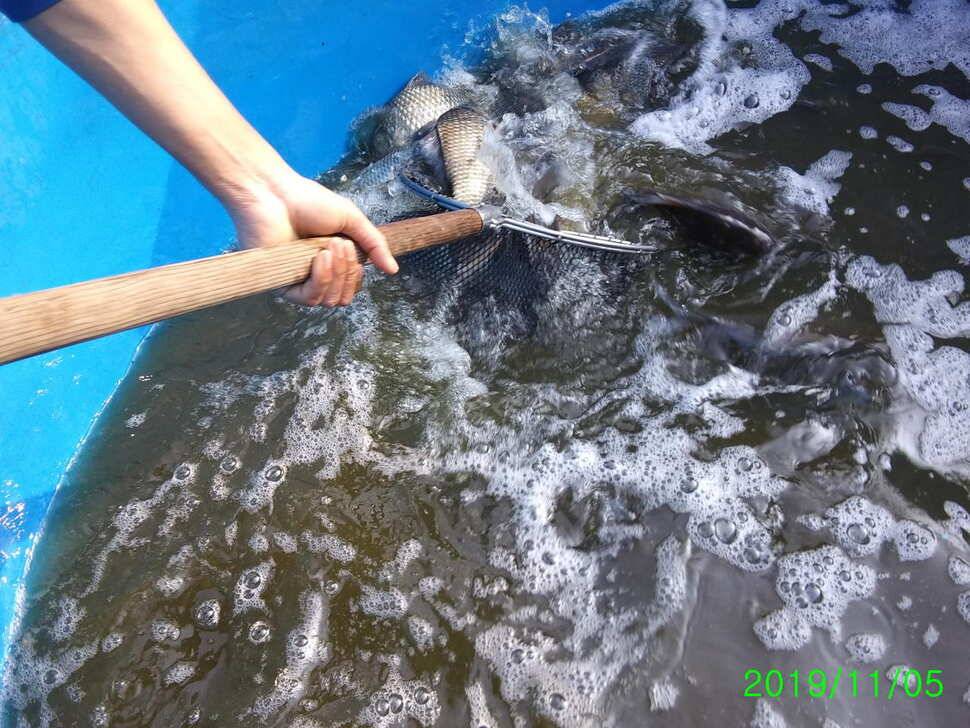 양평 수곡 낚시터 오늘도 자연산 토종붕어 대량 방류 및 조황 안내드려요 (유료터정보 - 유료터점주조황)