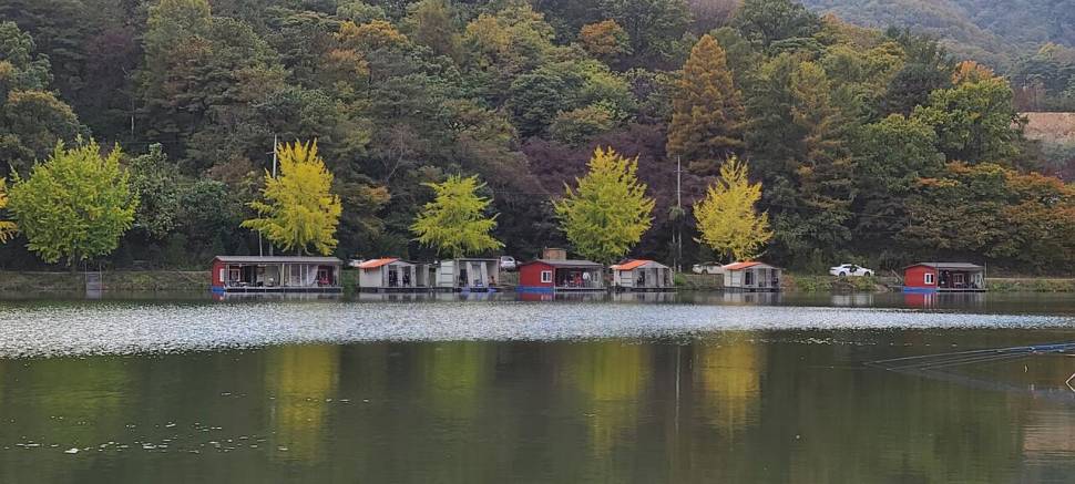 10월넷째주 양평 힐링 수곡낚시터 조황 및 방류 (유료터정보 - 유료터점주조황)