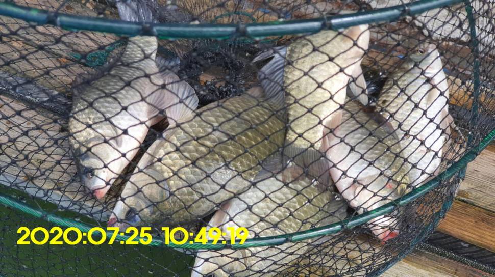 신원낚시터7월29일 토종붕어 방류 소식과 조황입니다 (유료터정보 - 유료터점주조황)
