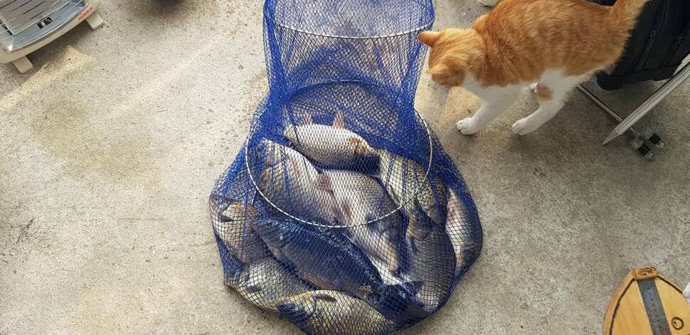 양평 수곡낚시터 노지잔교에서도 토종4짜포함 고른 조황이 나와주네요 주말인 내일도 붕어방류합니다 (유료터정보 - 유료터점주조황)