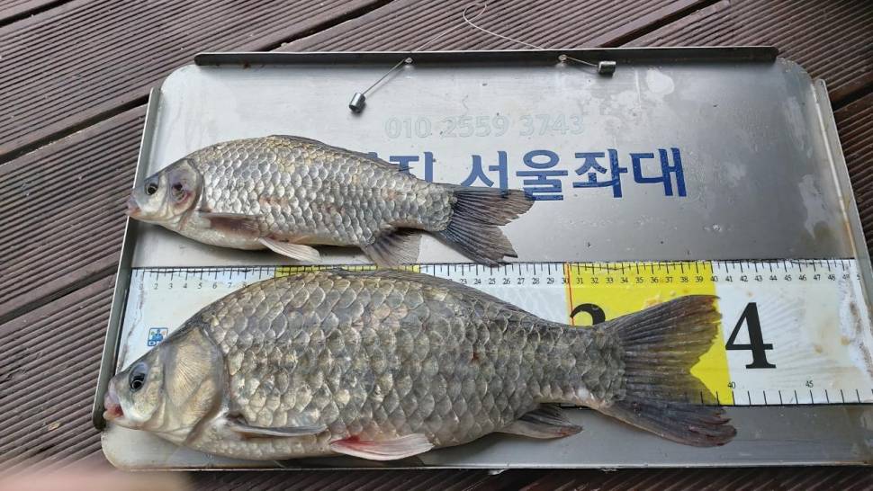 송전지서울좌대6월2일조황 (유료터정보 - 유료터점주조황)