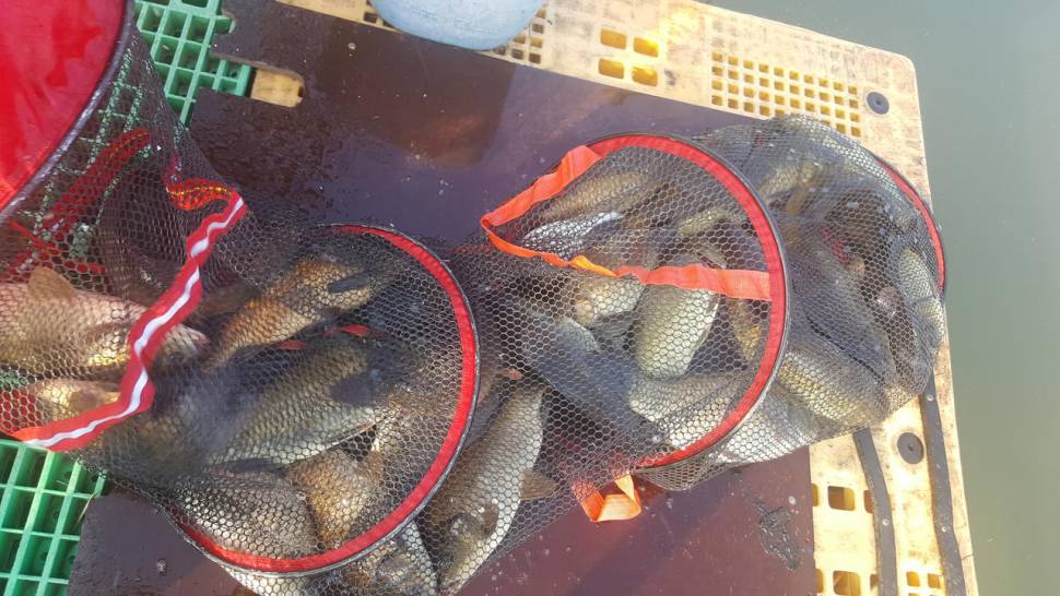 경주 동산낚시터붕어전용잡이터지난주 조황 (유료터정보 - 유료터점주조황)