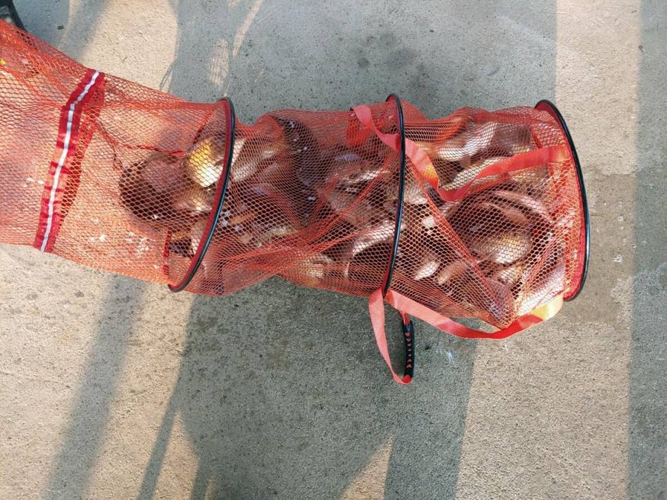 반제지 골고루 대박조황 5월22일아침조황스케치 (유료터정보 - 유료터점주조황)