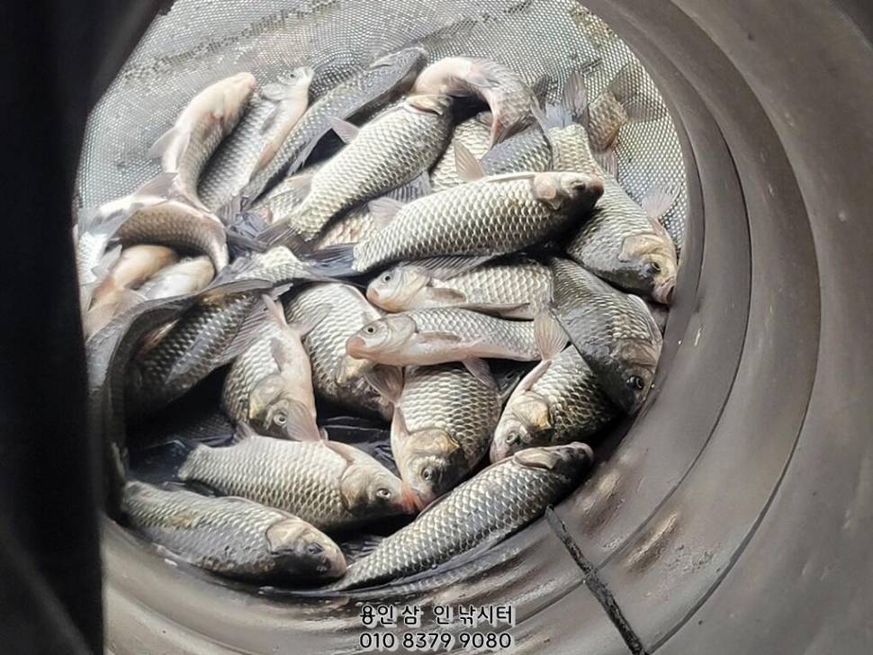 겨울 낚시 놀이터 용인삼인낚시터 (유료터정보 - 유료터점주조황)