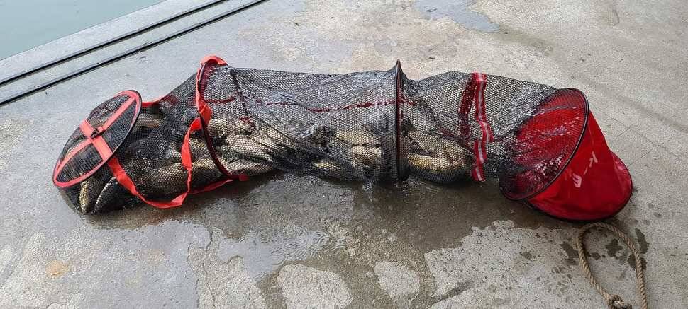 공주 고성낚시터 입니다 (유료터정보 - 유료터점주조황)