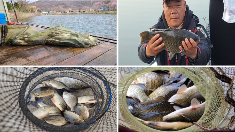 벚꽃이 피기시작하는 힐링 양평 수곡낚시터 붕어방류 및 조황 안내 (유료터정보 - 유료터점주조황)