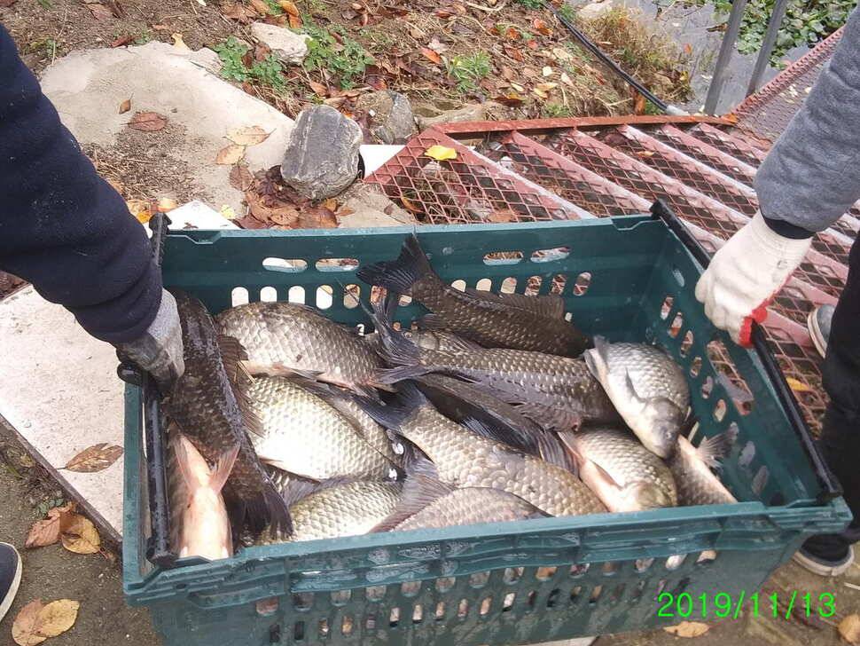 양평 힐링 수곡 낚시터 오늘도 자연산 대물붕어 방류 및 화요일 조황 안내 (유료터정보 - 유료터점주조황)