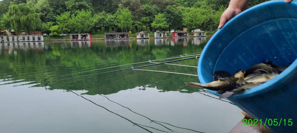 양평 힐링 수곡낚시터 5월둘재주 토일요일 조황 및 붕어방류 (유료터정보 - 유료터점주조황)