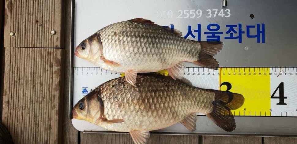 송전지서울집4월9일조황 (유료터정보 - 유료터점주조황)