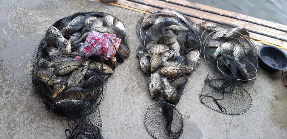힐링 수곡낚시터 주말금요일 큰편차없이 고른 조황이 나옵니다 (유료터정보 - 유료터점주조황)