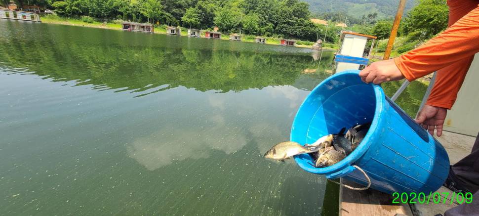 여름피서 수곡낚시터 수요일 주중 조황 및 금일 붕어방류 완료 (유료터정보 - 유료터점주조황)