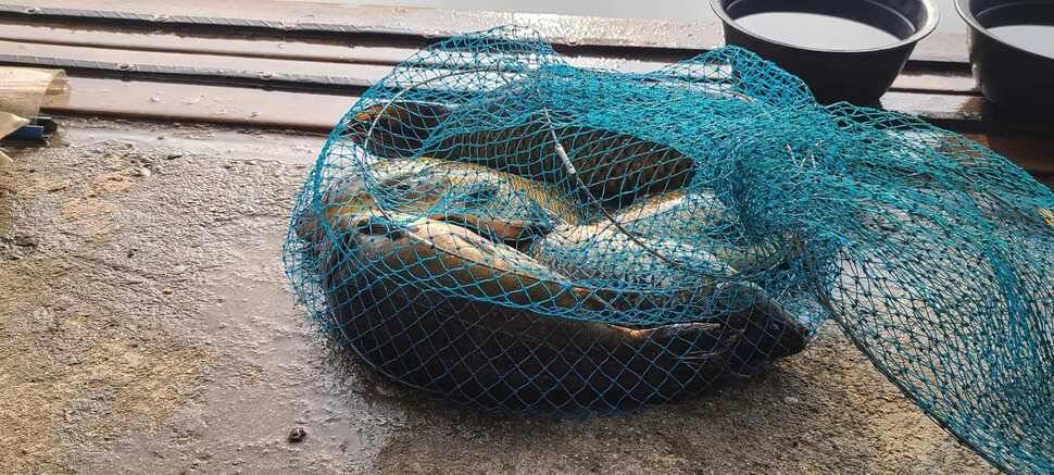 양평낚시터 수곡낚시터 주중조황이 꾸준히 좋네요 오늘도 방류 완료했습니다 (유료터정보 - 유료터점주조황)