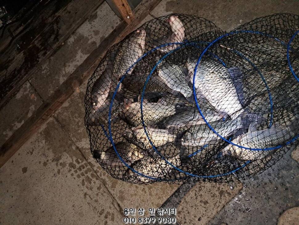 가깝고 물 좋고 경치 좋은 곳용인삼인낚시터 (유료터정보 - 유료터점주조황)