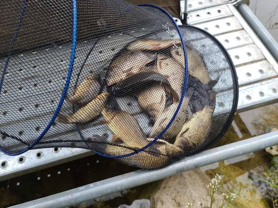 힐링 양평 수곡낚시터 주중주말 조황 및 붕어방류 안내 (유료터정보 - 유료터점주조황)