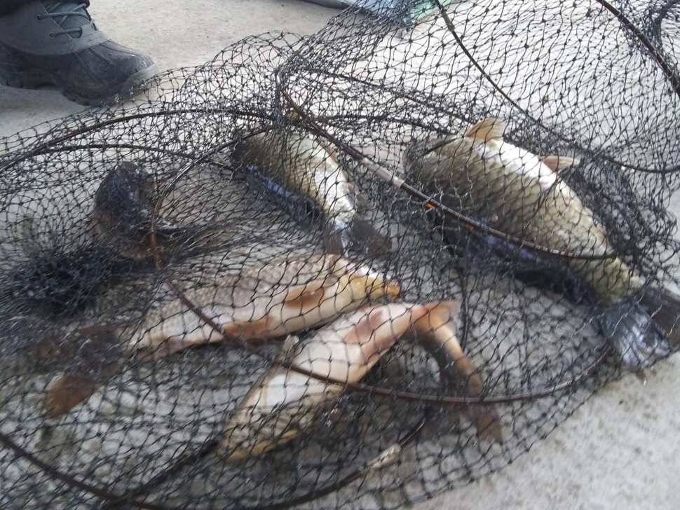 수곡낚시터 주중에 붕어조황이 다시 회복되네요 오늘 붕어 방류 완료했습니다 (유료터정보 - 유료터점주조황)